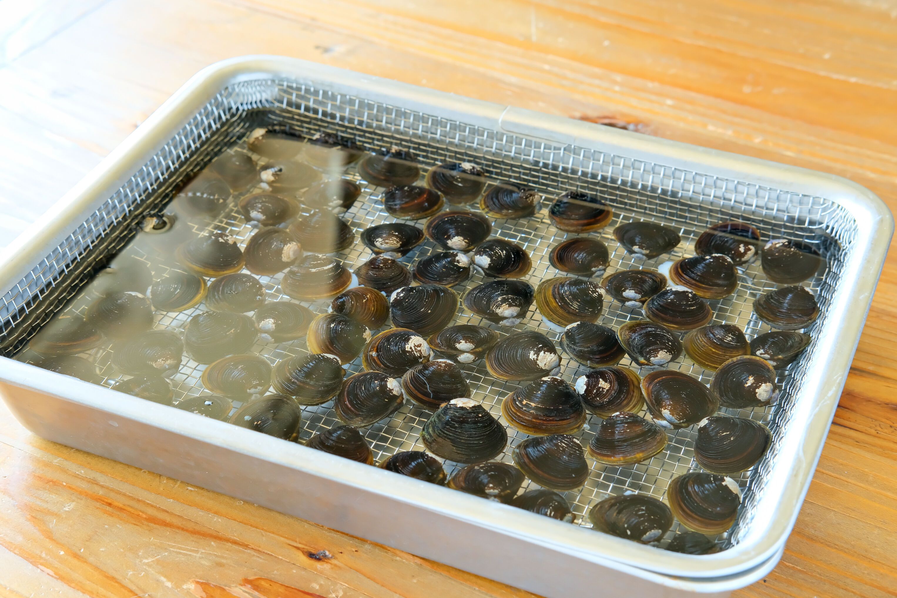 しじみの砂抜き方法決定版！お湯5分の時短技と塩分濃度の新常識