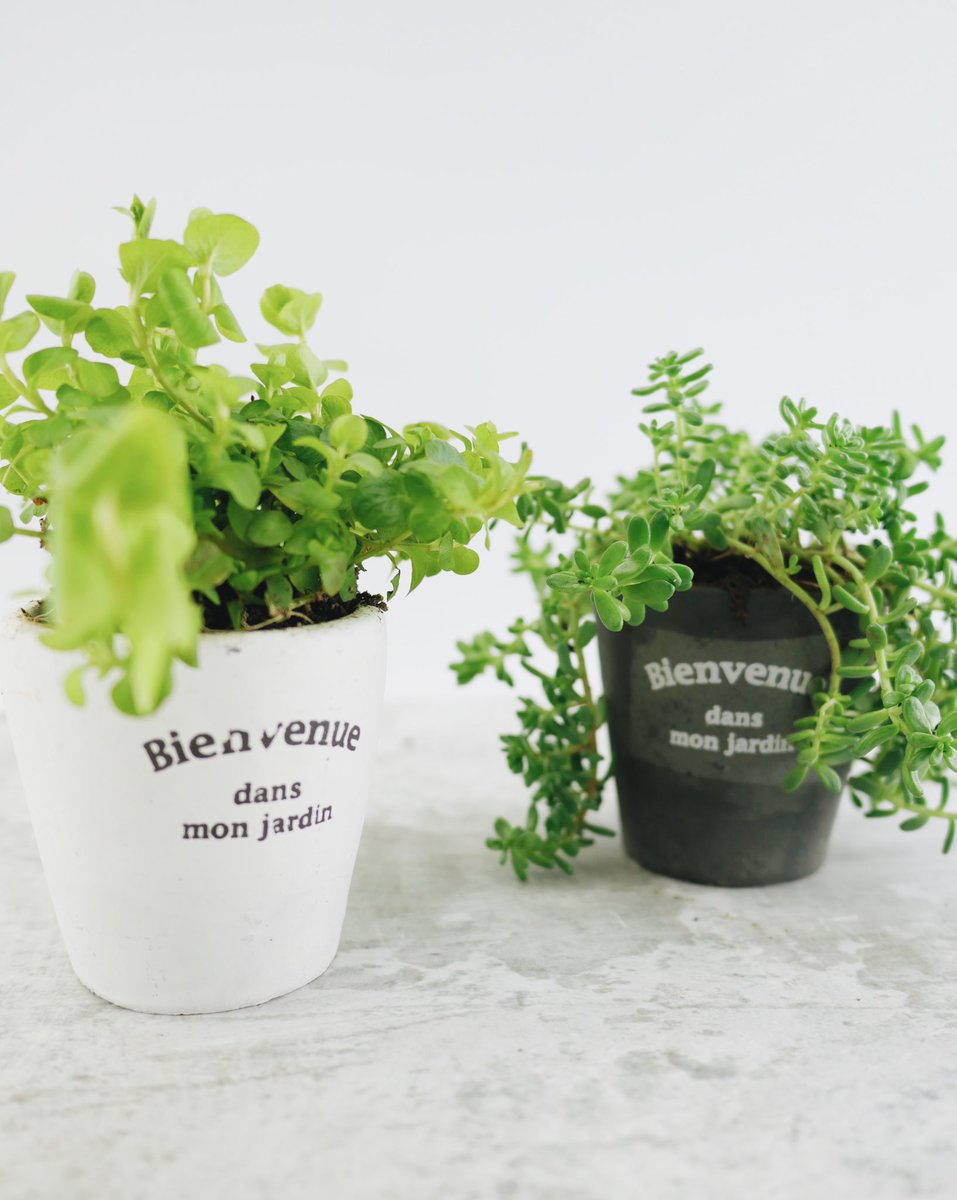 ワッツの観葉植物がSnsで話題沸騰！コスパ最強の真相と枯らさない育て方