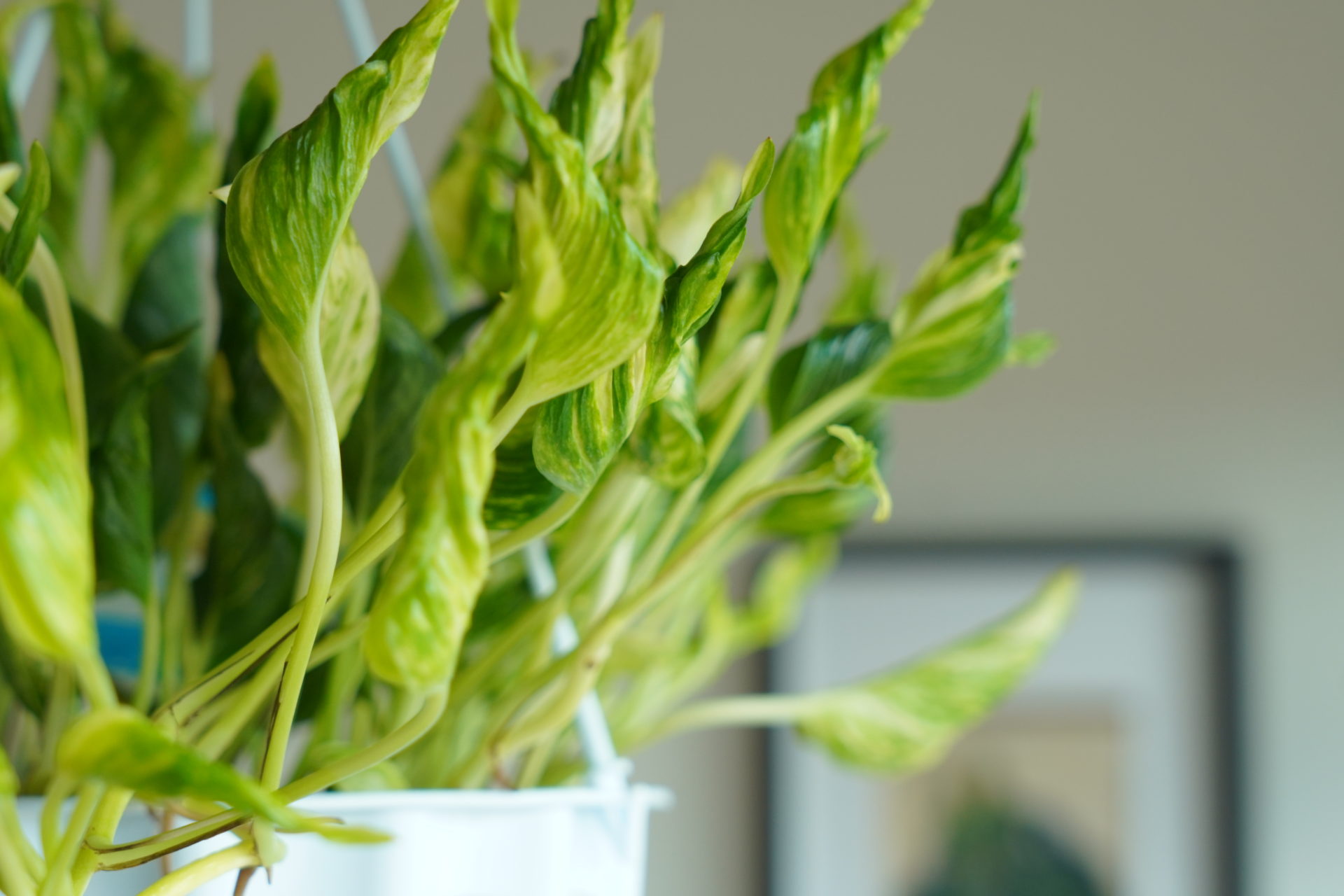 寒さに強い観葉植物の選び方と冬越しの秘訣！氷点下でも枯れない極意