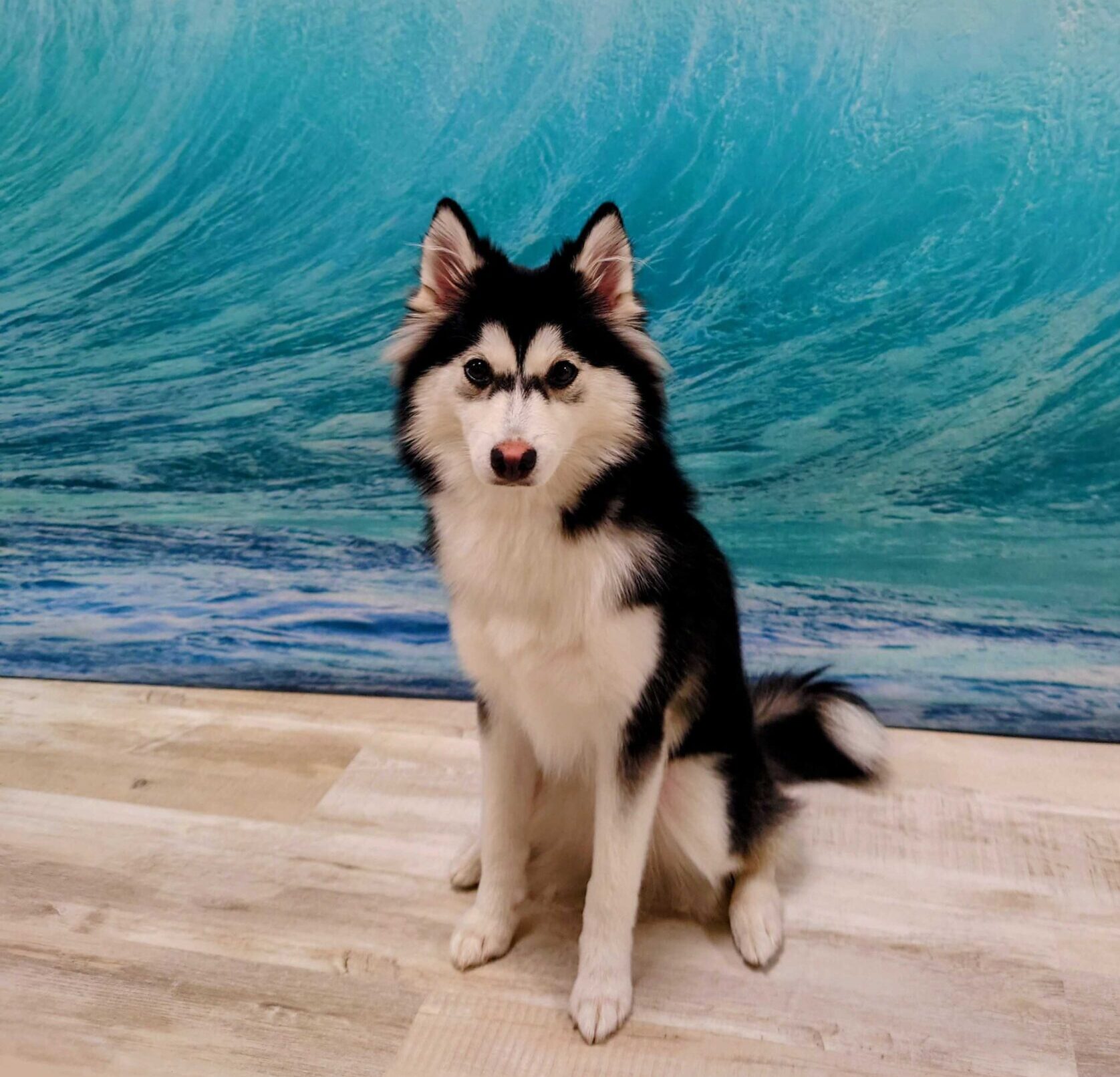 ハスキーとポメラニアン交配の真実！ポンスキー成犬の現実と飼育注意点
