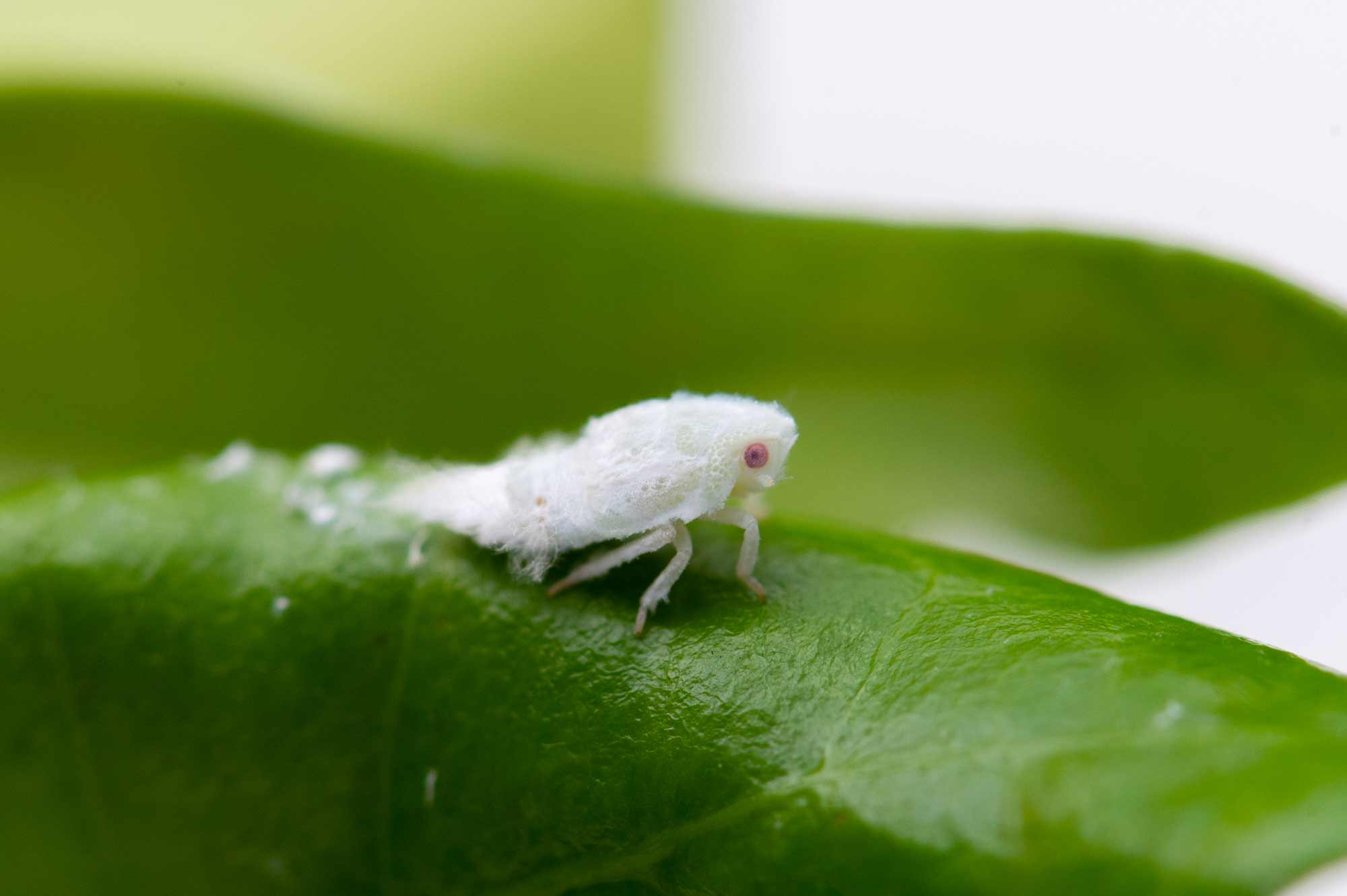 家の中で見かける白い小さい虫の正体とは？危険性と徹底駆除法をプロが解説