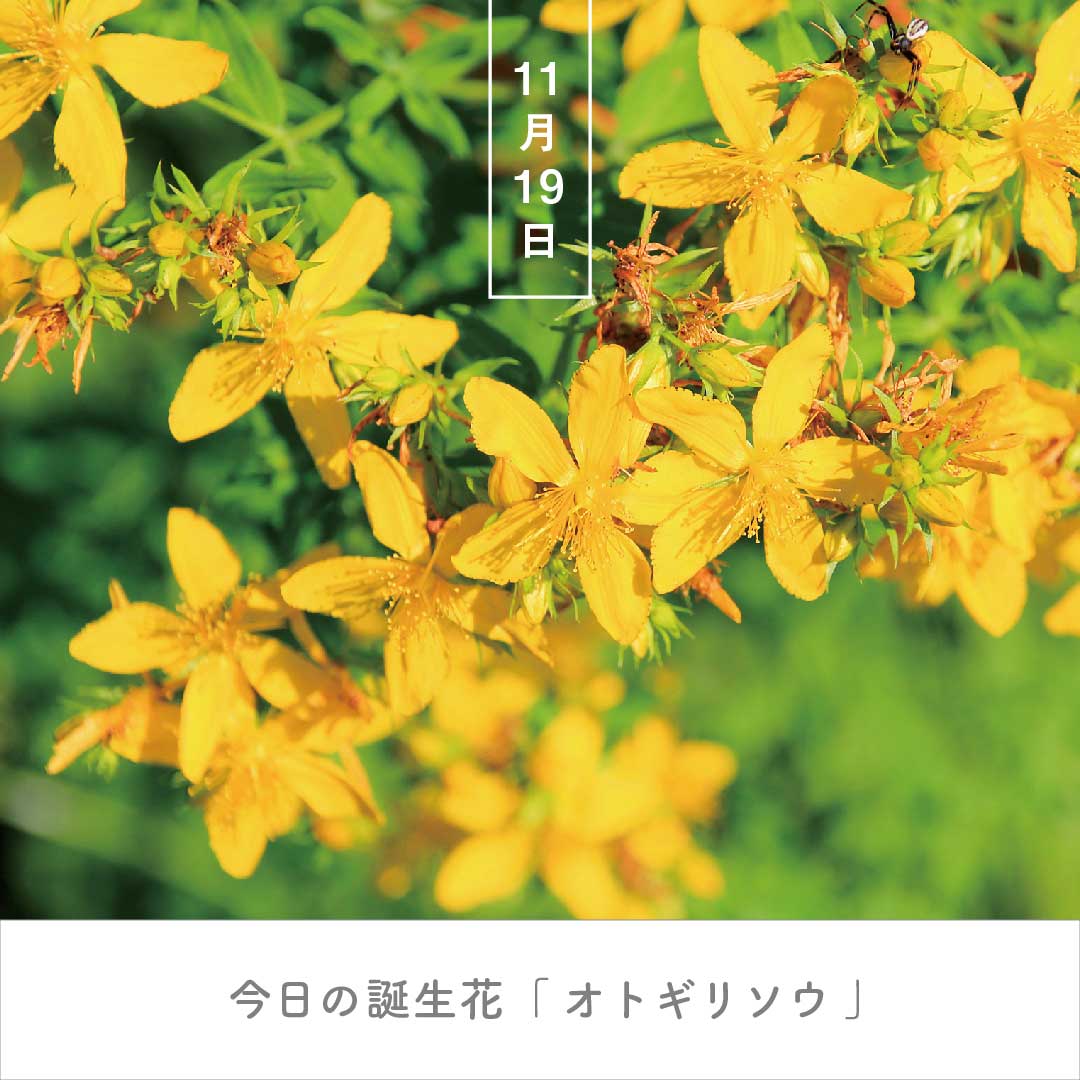 弟切草の花言葉「怨み」「秘密」の真相｜平安伝説と意外な効能を徹底検証