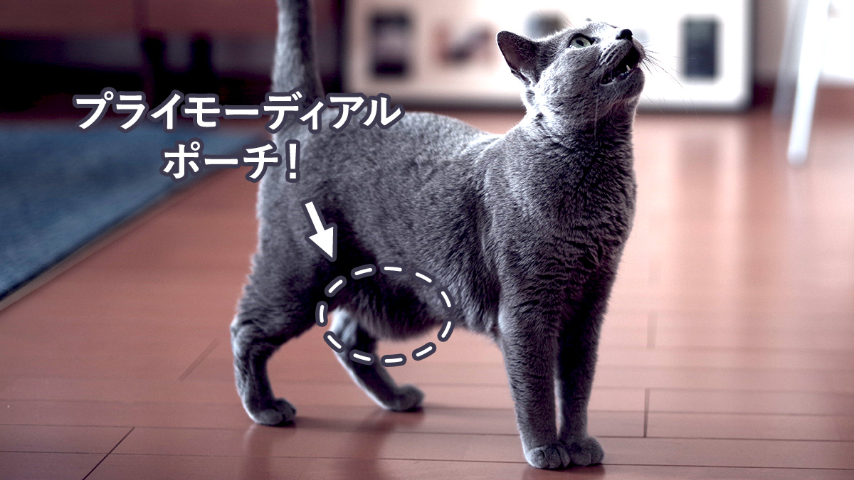 猫のお腹のたるみは肥満じゃない？プライモーディアルポーチの見分け方