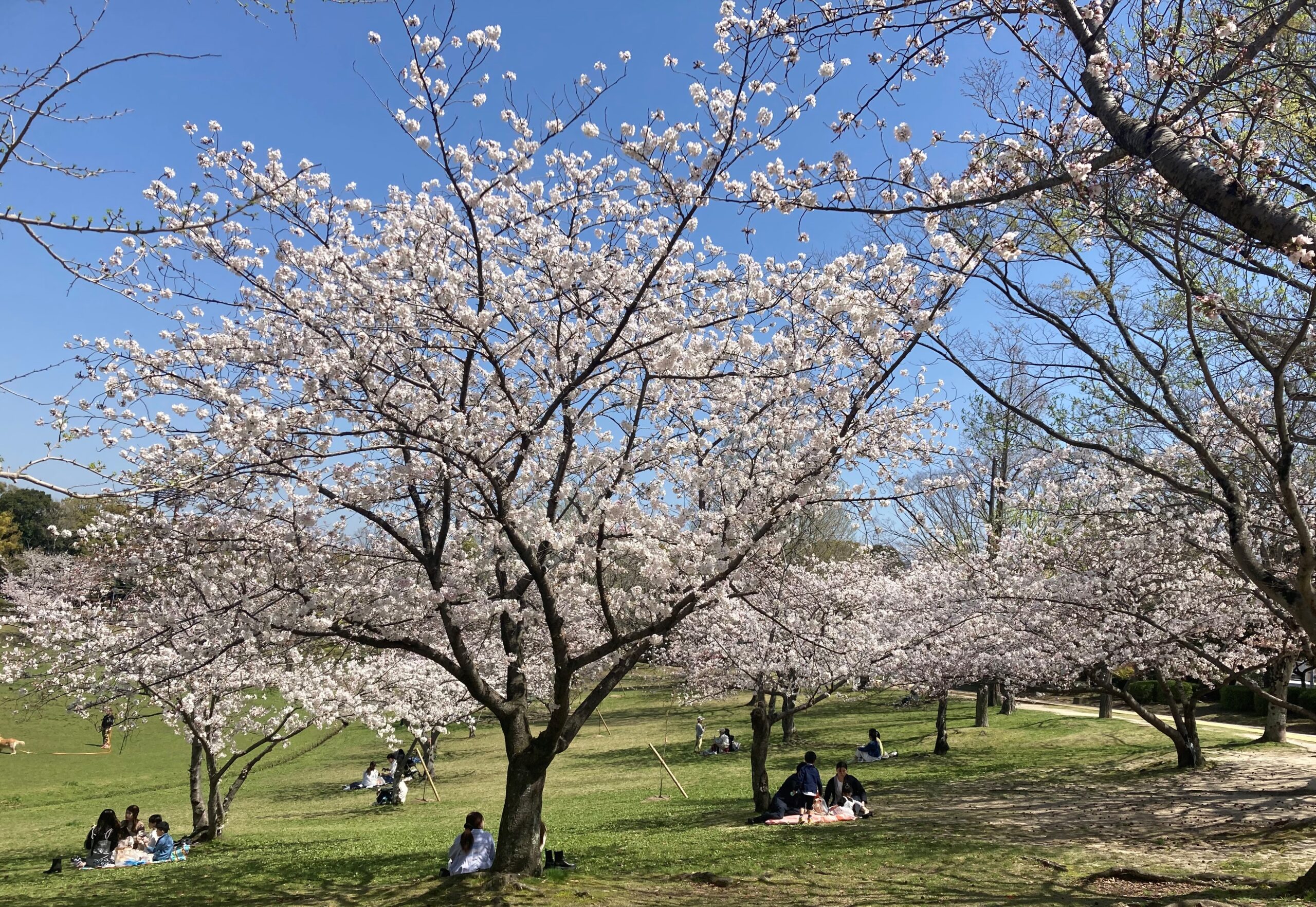2026年、進化が止まらない「都市のオアシス」——春日 公園で巡り会う新しい日常と贅沢な時間