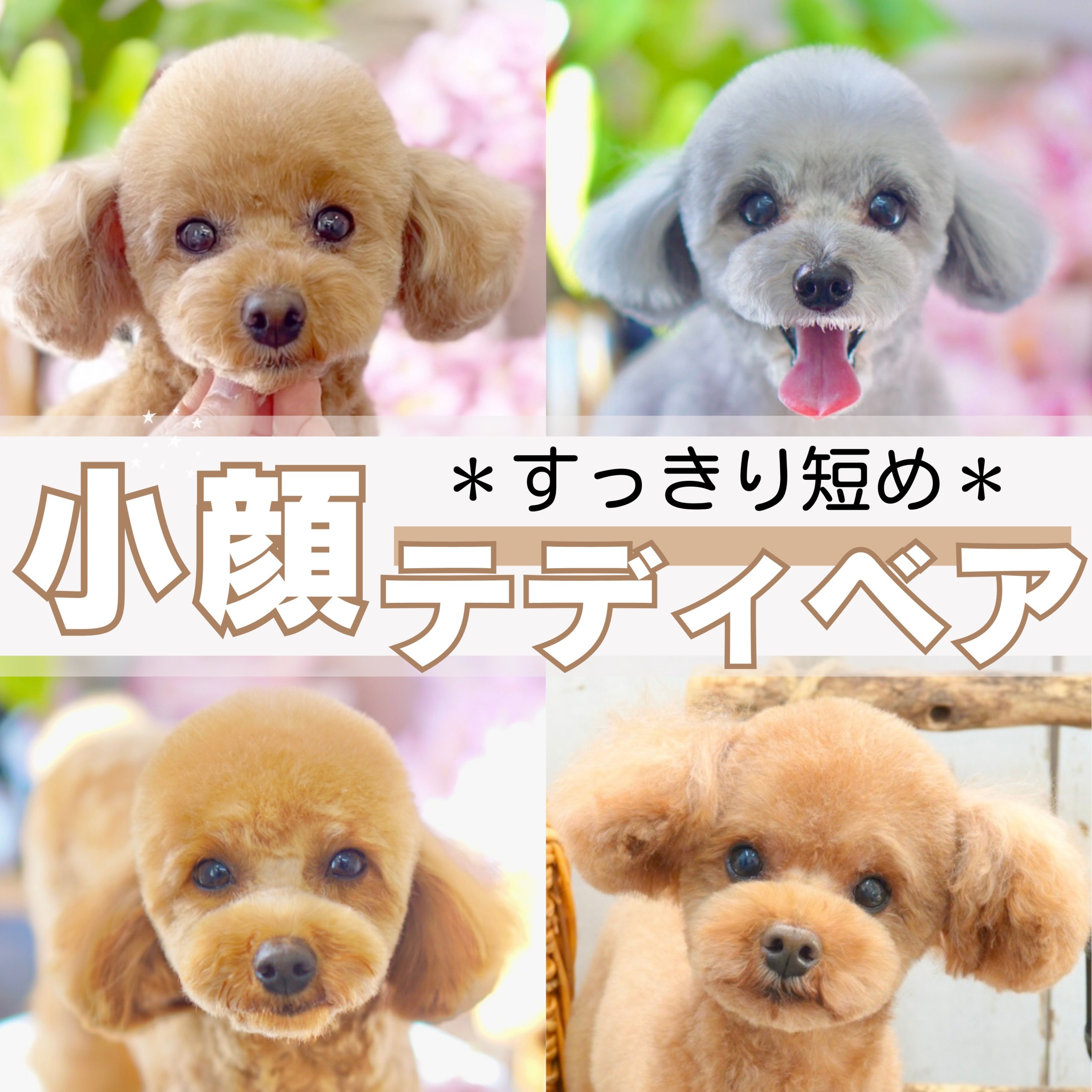 トイプードル短めテディベアが人気の理由！失敗しない注文術と最新実例