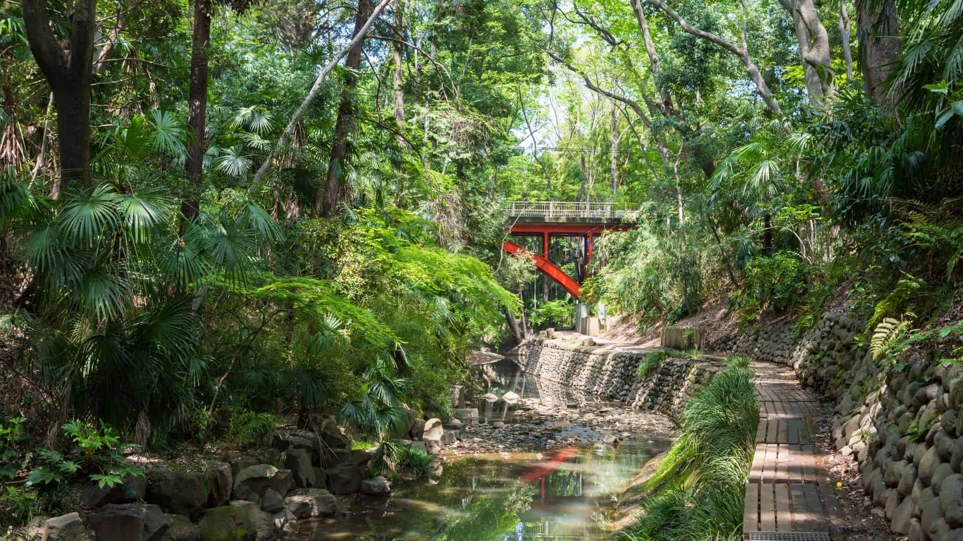 【2026年最新】都心の奇跡「等々力渓谷公園」完全再生へ！緑の深呼吸とせせらぎが織りなす極上散策ガイド