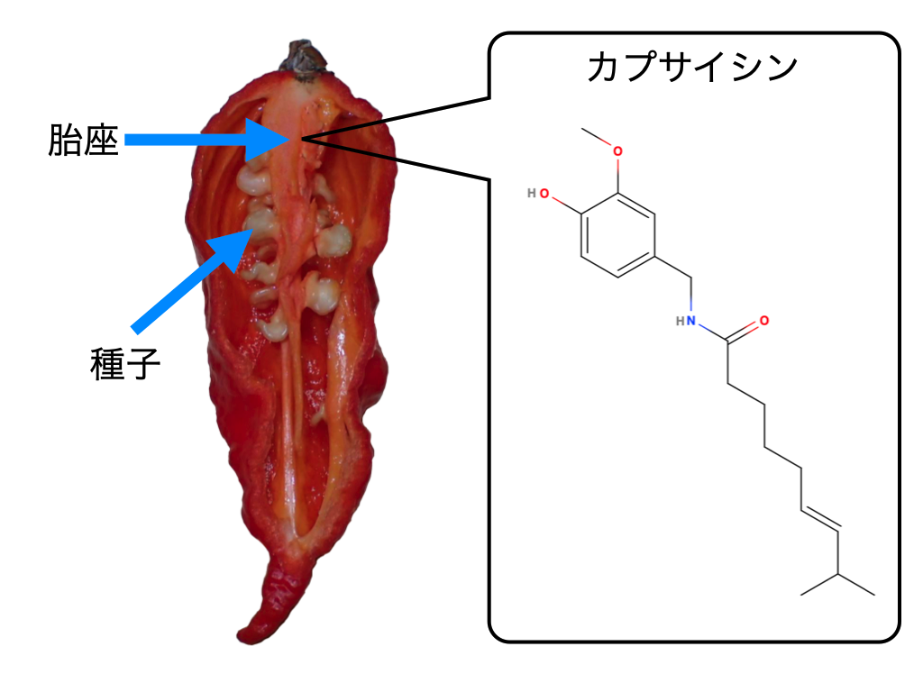 激辛成分カプサイシンの真実！脂肪燃焼の裏に潜む胃痛と致死量の罠