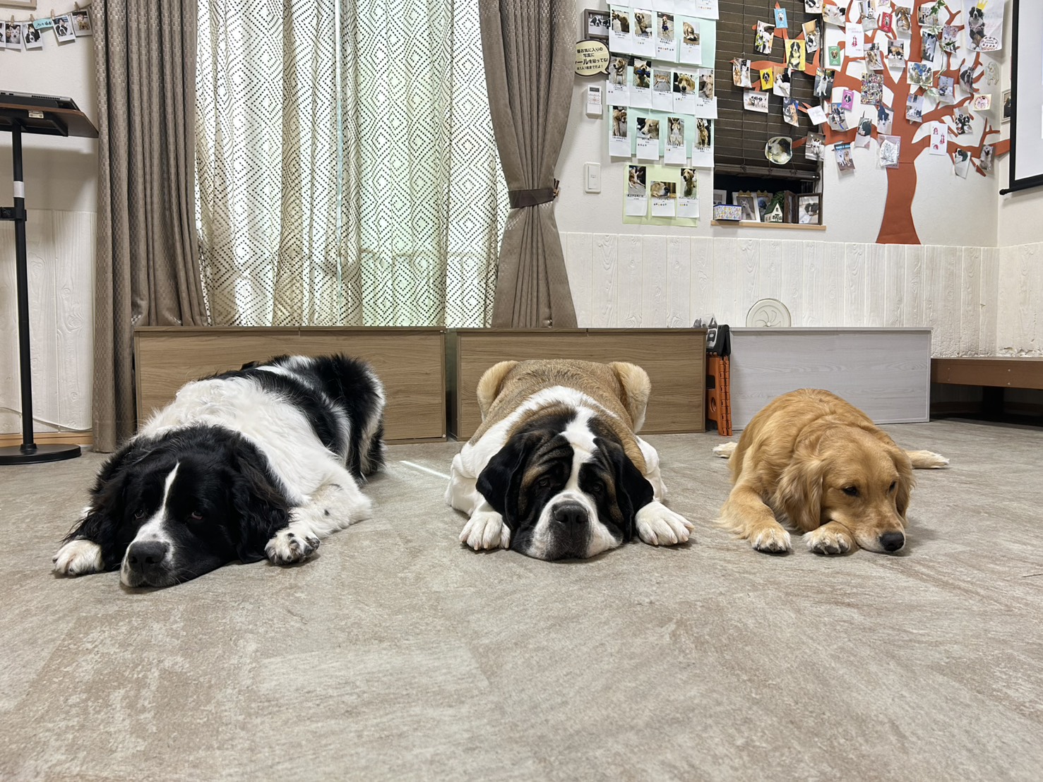 東京で犬と触れ合える名所2026！話題のサモエド＆豆柴カフェ徹底取材