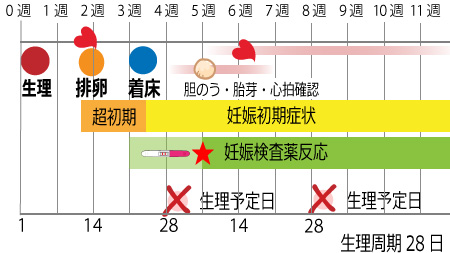 【話題】 妊娠 心拍 確認 いつ 気になる噂と真相 #885