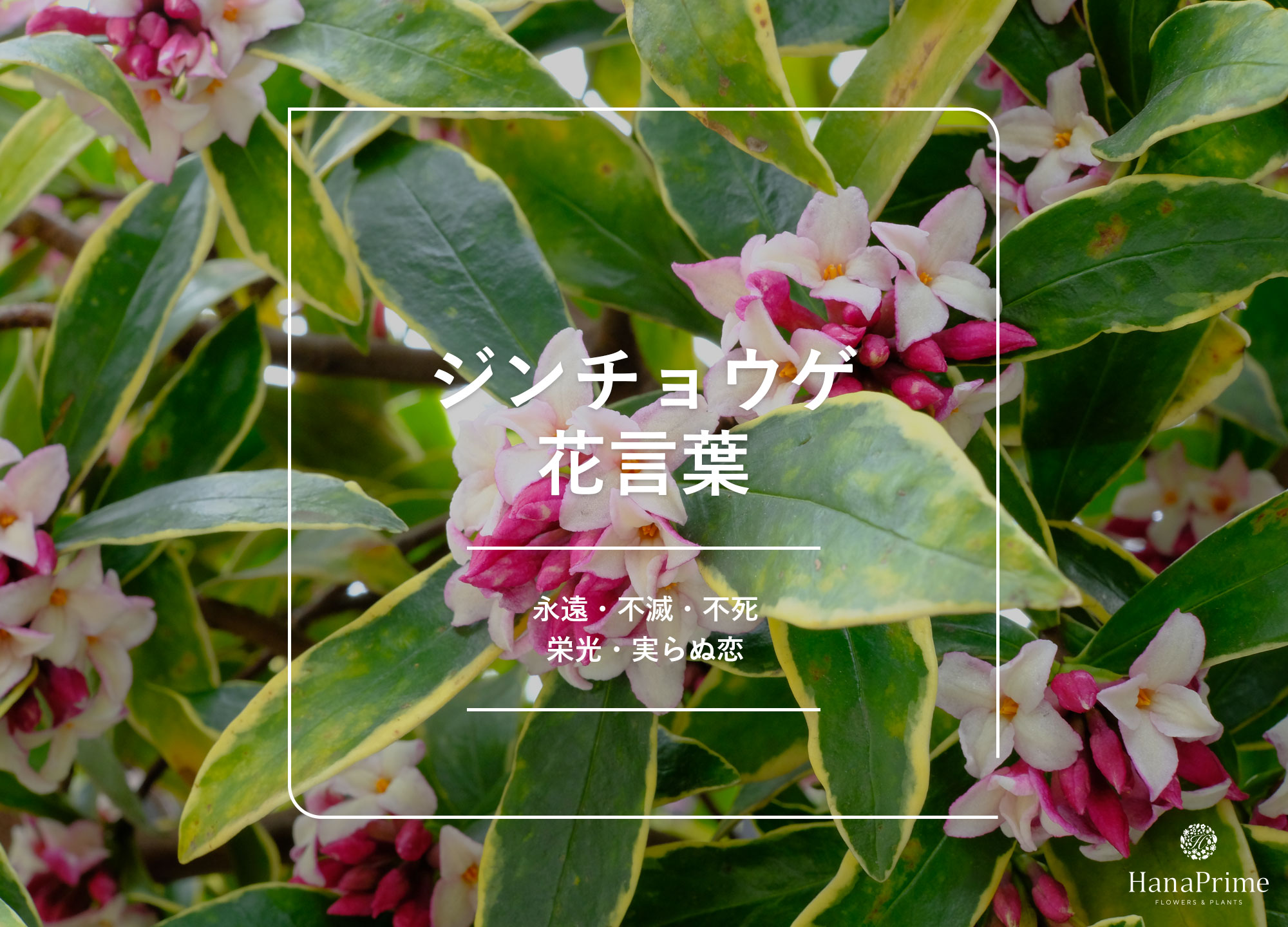 沈丁花の花言葉に怖い意味はある？栄光の由来と毒性・色別一覧の真相
