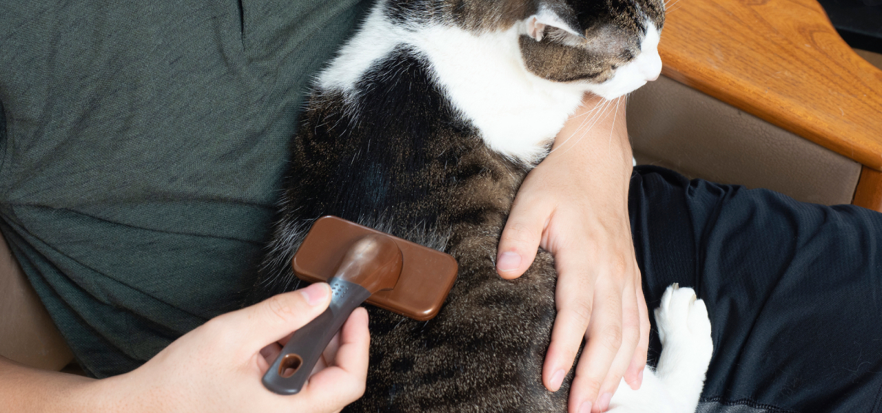 猫の毛が抜ける時期はいつ？春と秋の換毛期対策と病気の見分け方