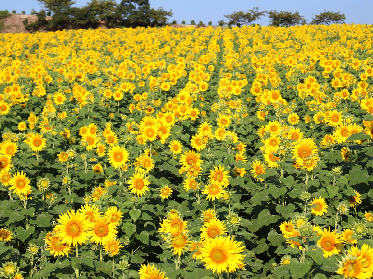 観光農園花ひろばの全貌｜11月満開ひまわりと花摘み体験を徹底解剖