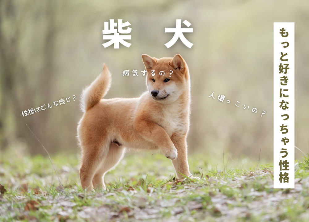 簡単な柴犬イラスト描き方入門！丸と三角で誰でも描ける3ステップ