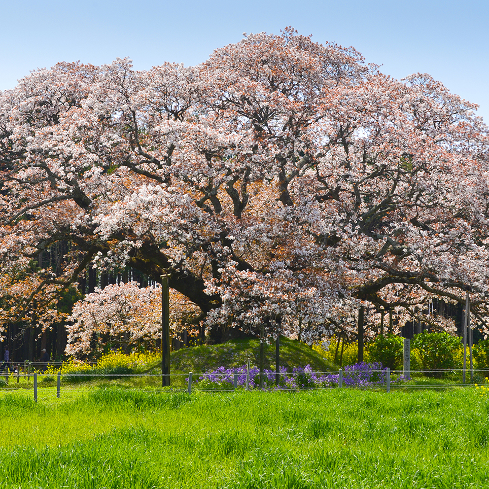 吉高の大桜2026！満開わずか2日の奇跡と混雑回避完全ガイド