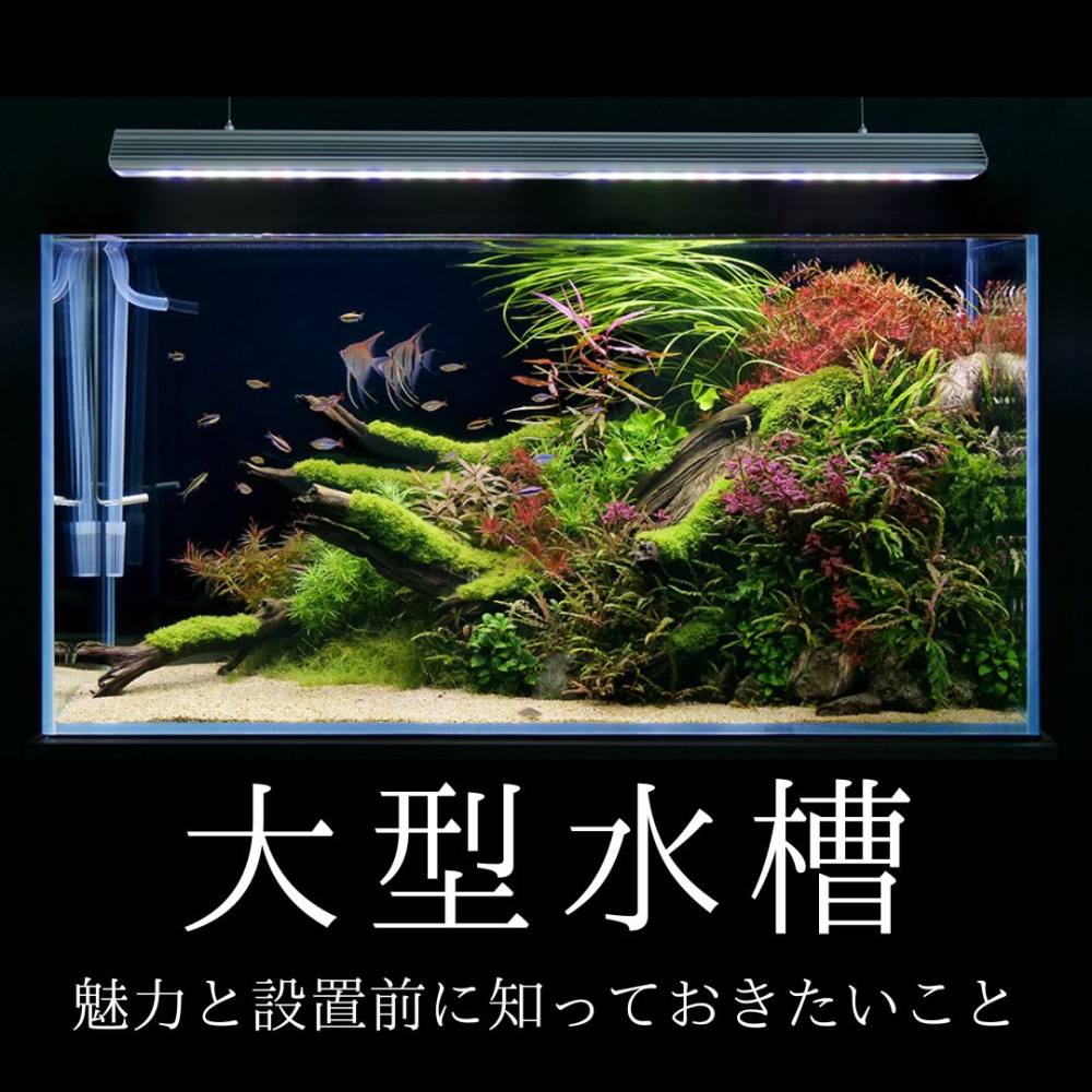 魚を飼わない水槽生活！癒やしの個性派ペットと失敗しない混泳術