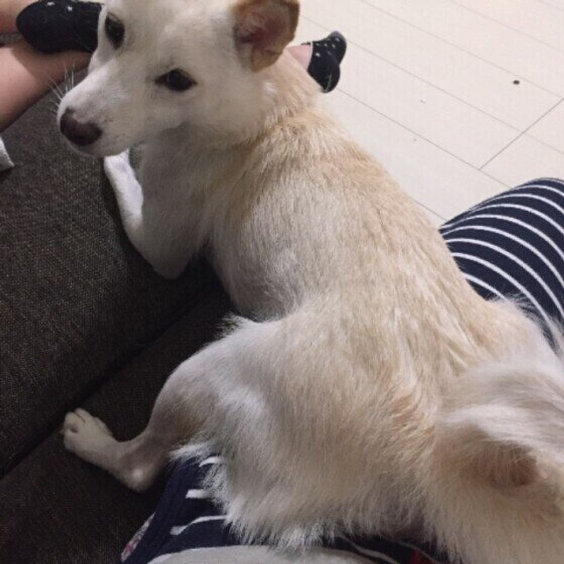 犬がお尻をくっつける心理とは？背中を預ける信頼のサインと見逃せないSos