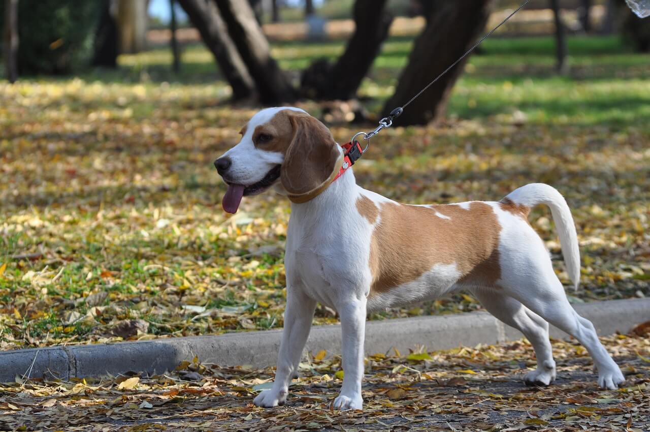 スヌーピーの犬種は？ビーグル設定の真相と白黒の理由を徹底解剖