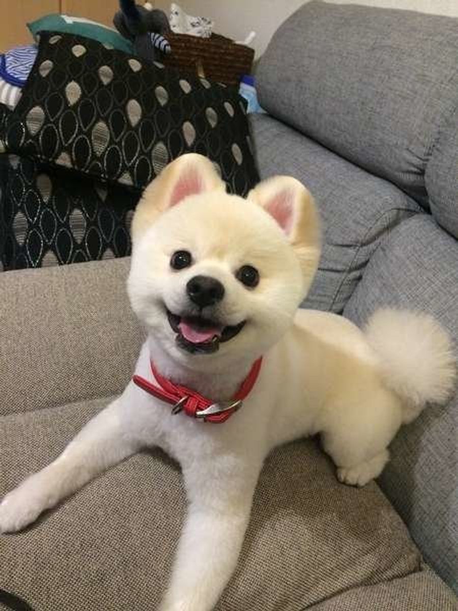 犬のサマーカットは逆効果？毛が生えない失敗と熱中症リスクの真相