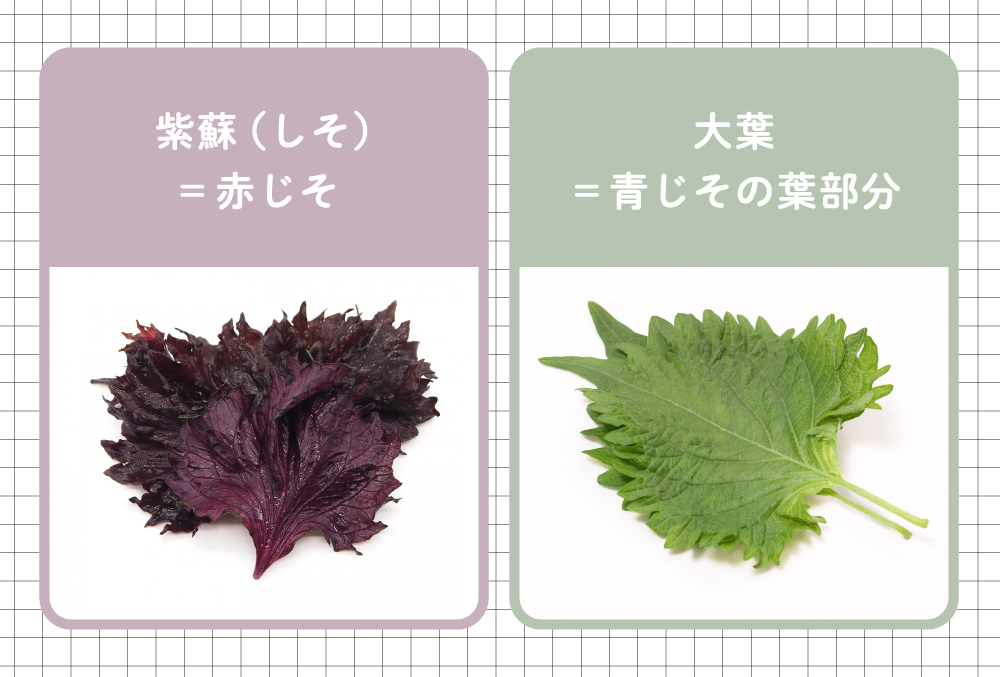 しそと大葉の違いとは？呼び名の由来とプロ直伝の使い分け術