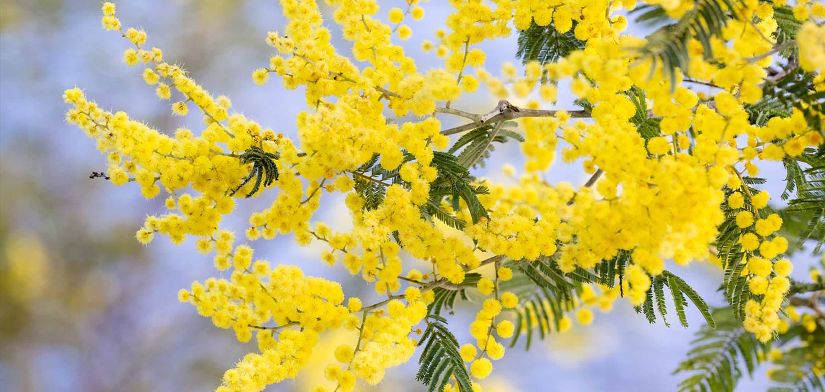 【2026最新】2月の花は何が咲く？寒さに強い人気品種と誕生花を徹底解説