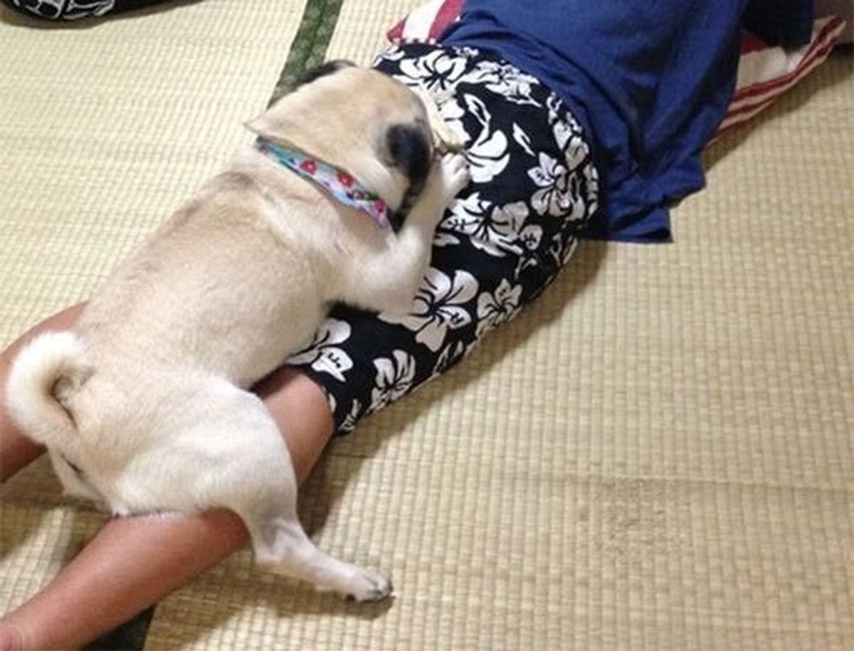 愛犬が足元で寝る心理と本音の真相｜信頼の証かSosか徹底解剖
