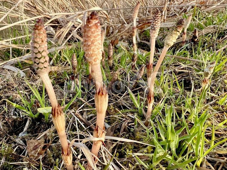 つくしとは何の植物？スギナとの違いや毒性・美味しい食べ方を徹底解説