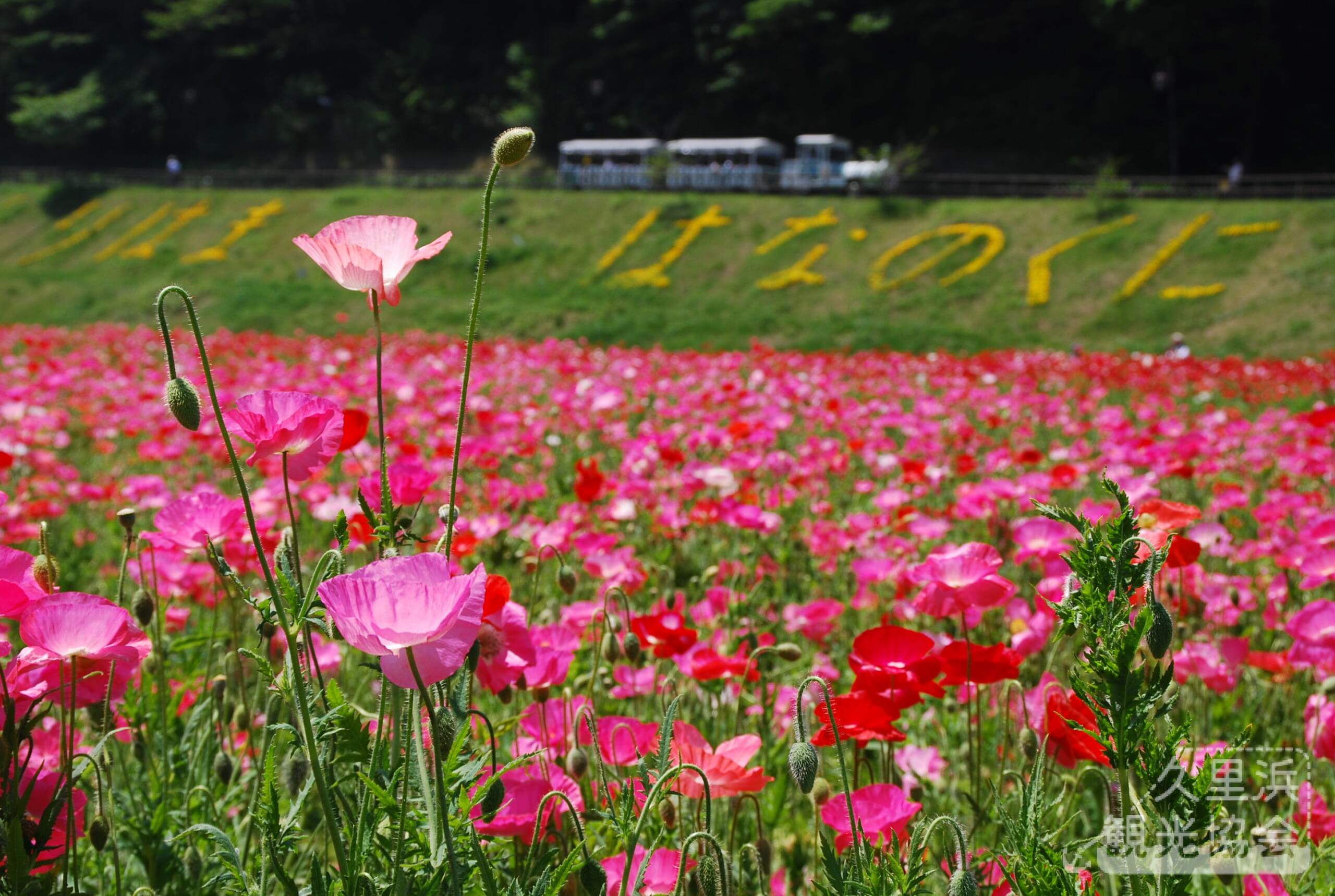 【入園無料】くりはま花の国の見頃はいつ？混雑回避の裏ワザ＆ゴジラ徹底解説