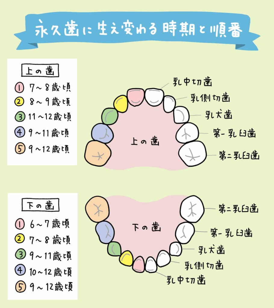 乳歯が抜ける順番がバラバラ？放置は危険なサインと受診の目安を徹底解説