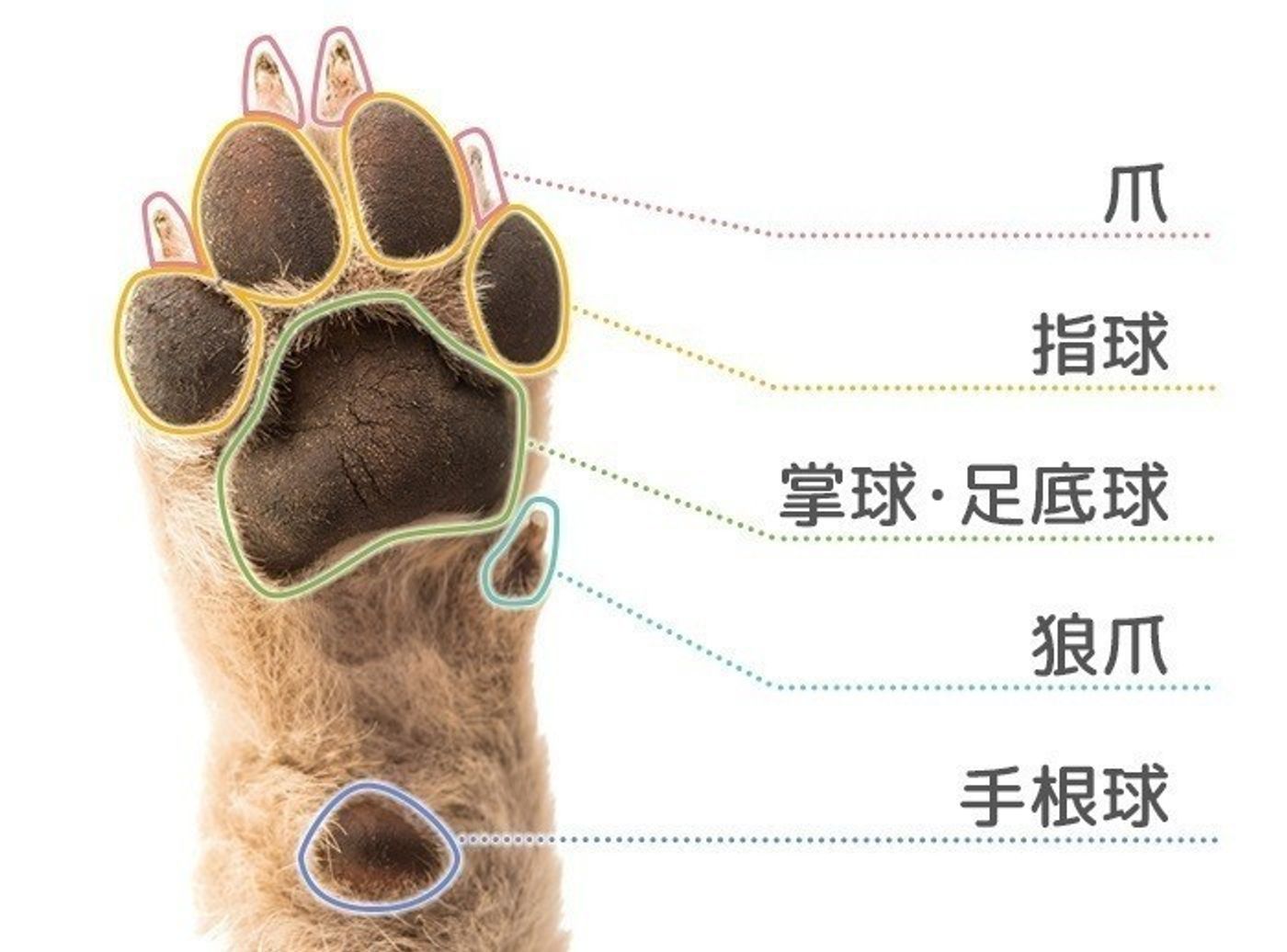 愛犬の肉球が赤い・舐める理由とは？病気の兆候と正しいケアを徹底検証