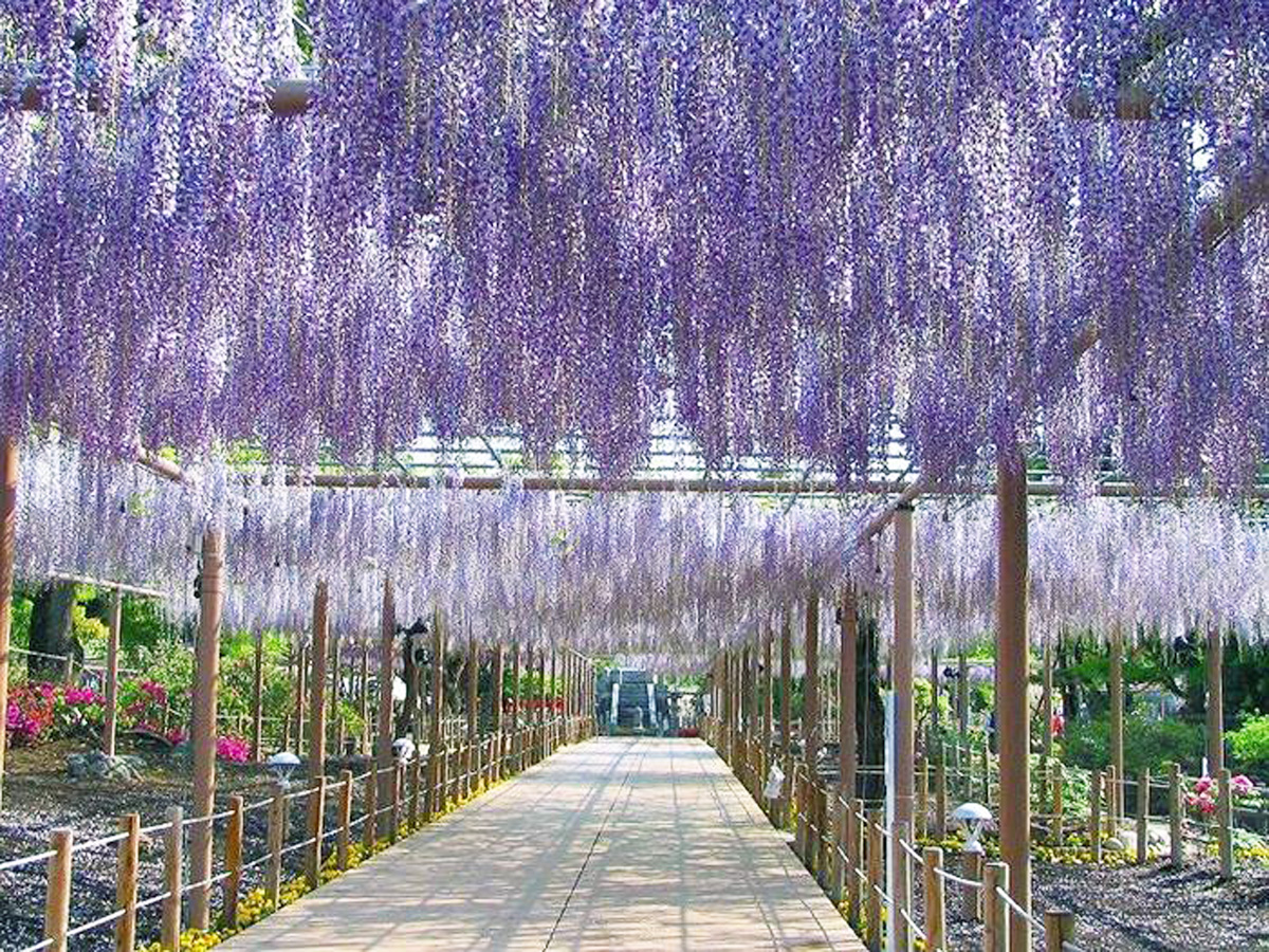 曼陀羅寺公園の藤まつり完全攻略！2026年見頃と駐車場情報
