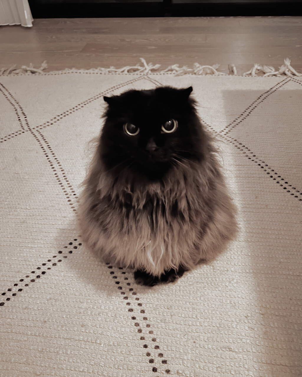 猫とフクロウは同居可能？仲良し動画の裏に潜む危険と共存の真実