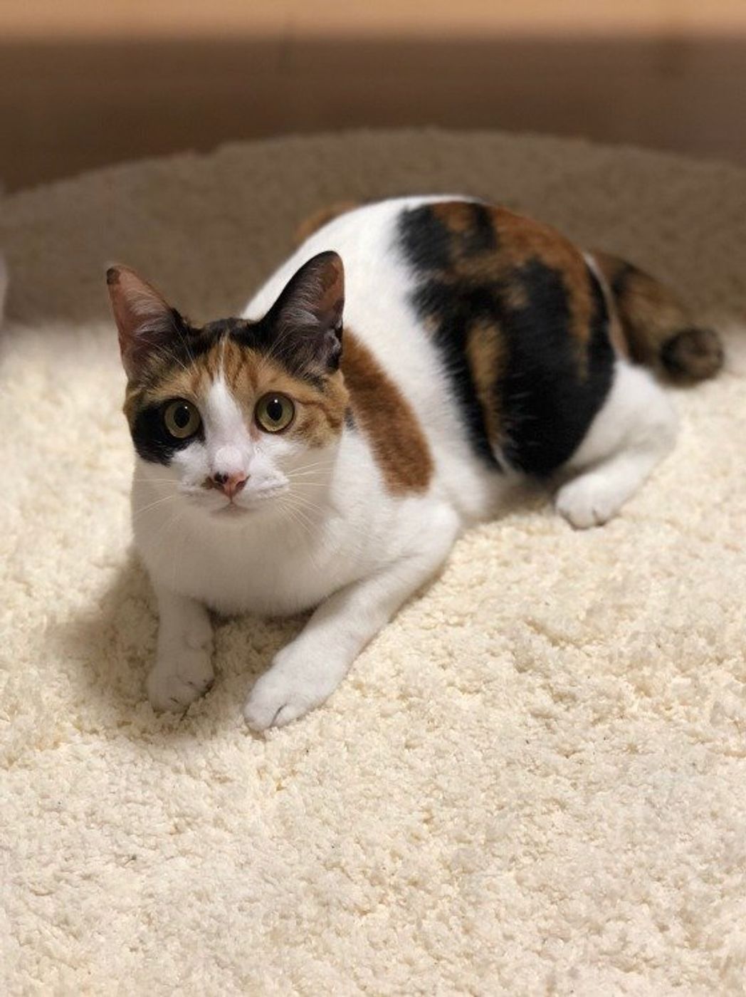 三毛猫のオスはなぜ奇跡か？確率3万分の1の遺伝と値段の真相【徹底解説】