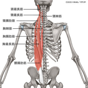 脊柱起立筋の起始停止を解剖学で紐解く！腰痛を防ぐ身体の新常識