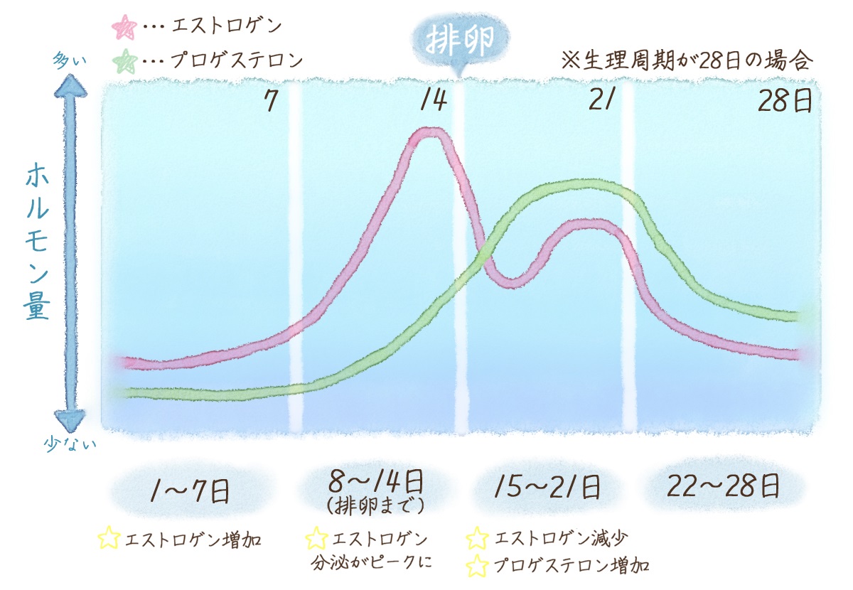 おりものと排卵の真実！伸びるゼリー状の正体と妊娠ベストタイミング