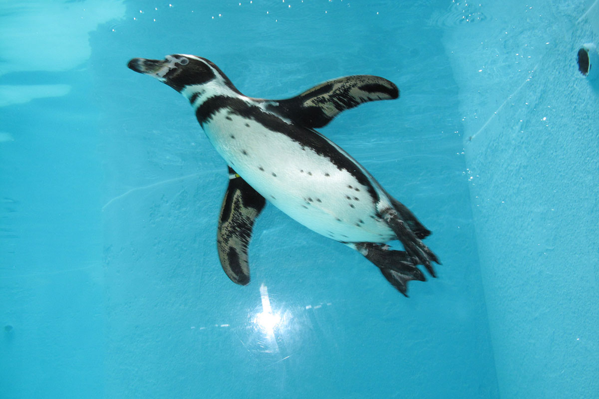 【経歴】 ペンギン の 問題 最終 回 最新出演情報まとめ #968