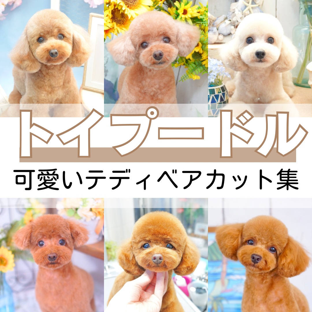 失敗しない！愛犬の魅力を引き出すテディベアカット黄金比と裏技