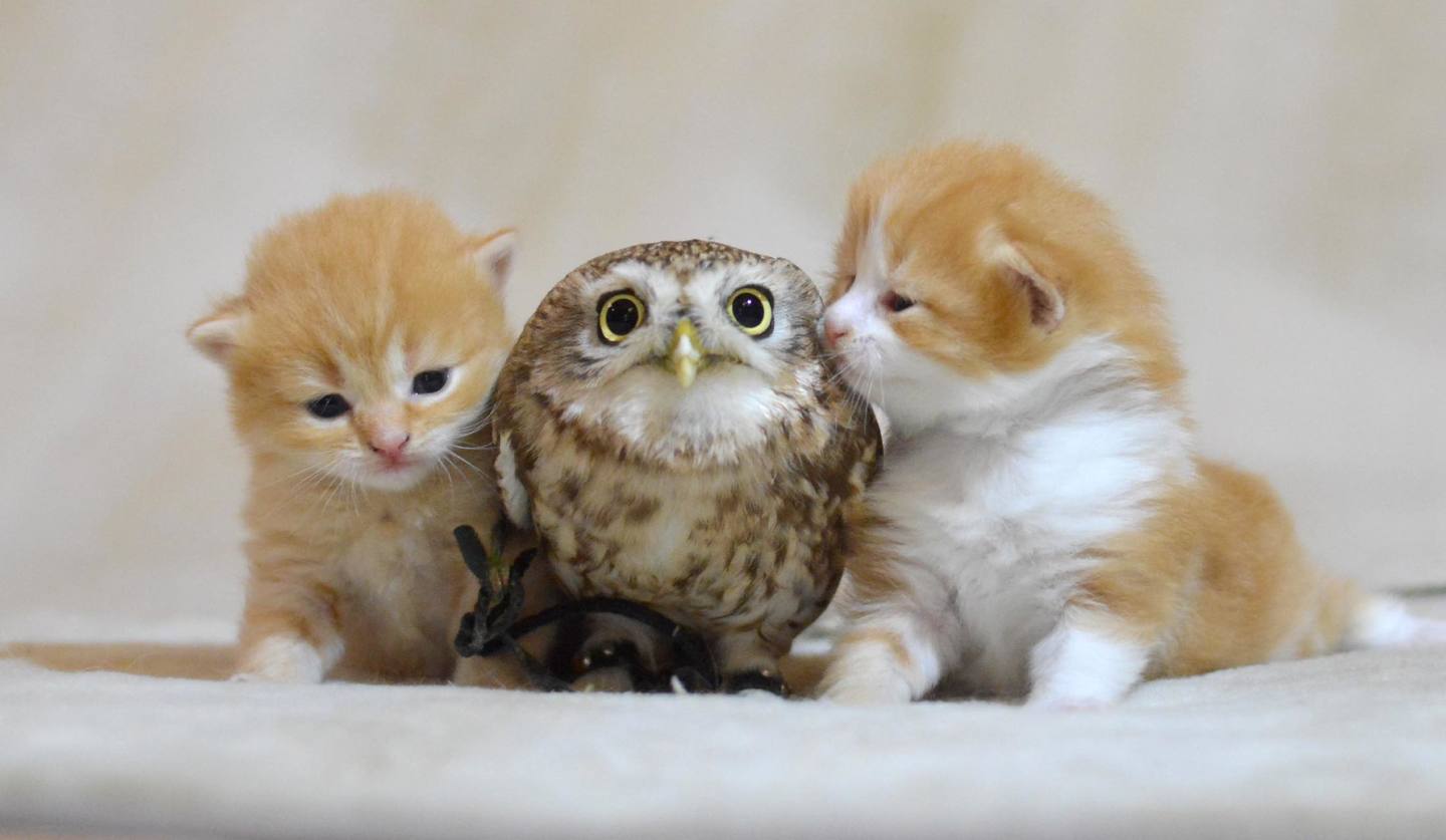 フクロウと猫は同居できる？仲良しの真相と飼育リスクを徹底検証
