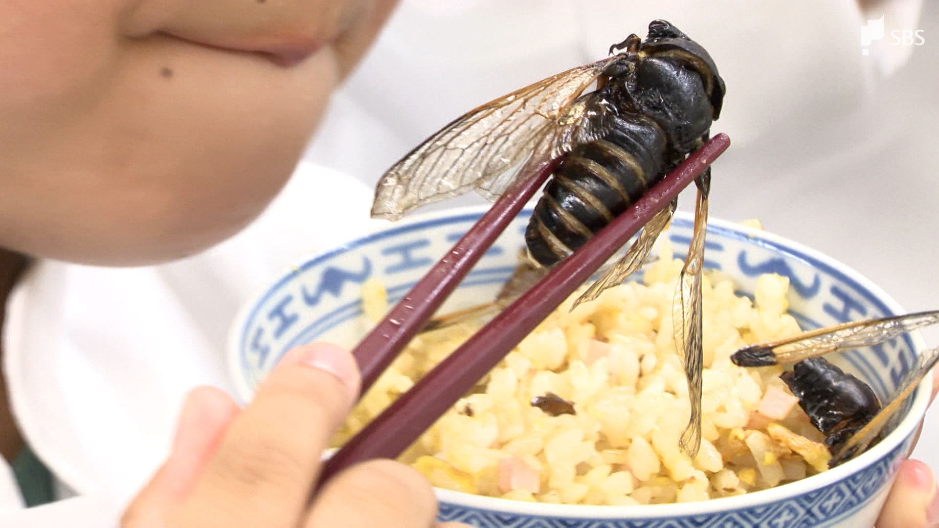 セミの幼虫は本当に美味？ナッツ風味の真相やアレルギー・安全な食べ方
