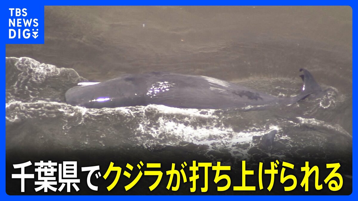 クジラ打ち上げは巨大地震の前兆？科学的根拠と過去事例から迫る真相
