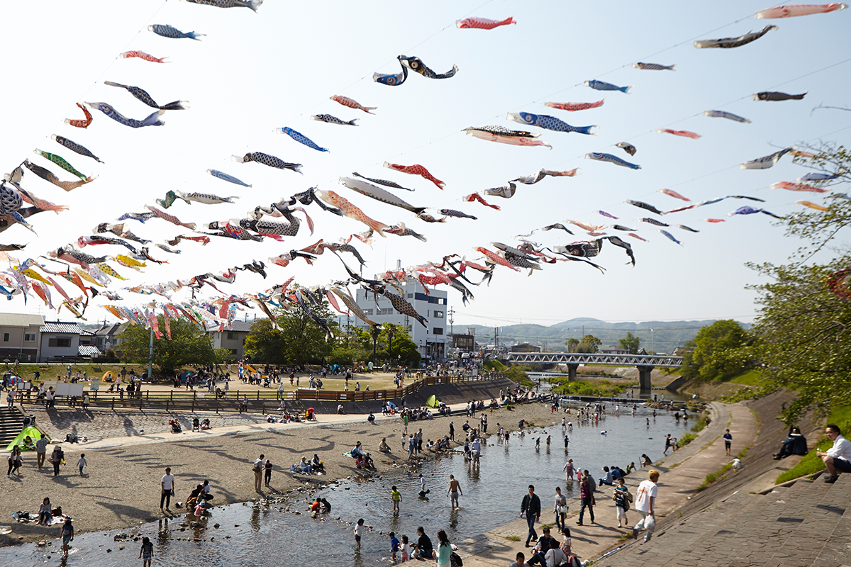 高槻・芥川桜堤公園2026！桜の見頃と1000匹のこいのぼり攻略