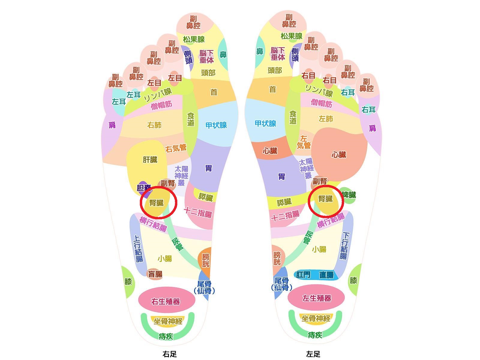 足つぼの腎臓で激痛が走る理由は？ゴリゴリの正体とむくみ解消の真実