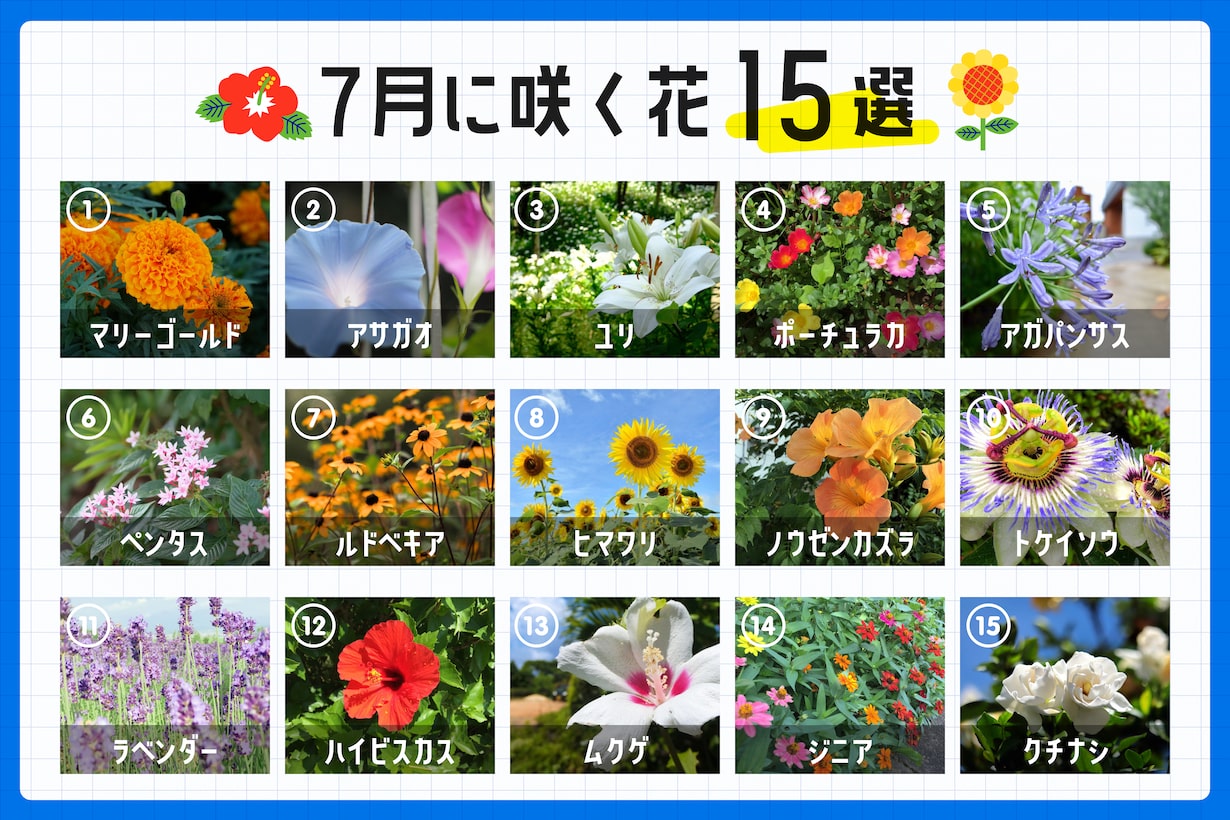 7月の花完全ガイド！猛暑に映える代表花・誕生花と名所2026