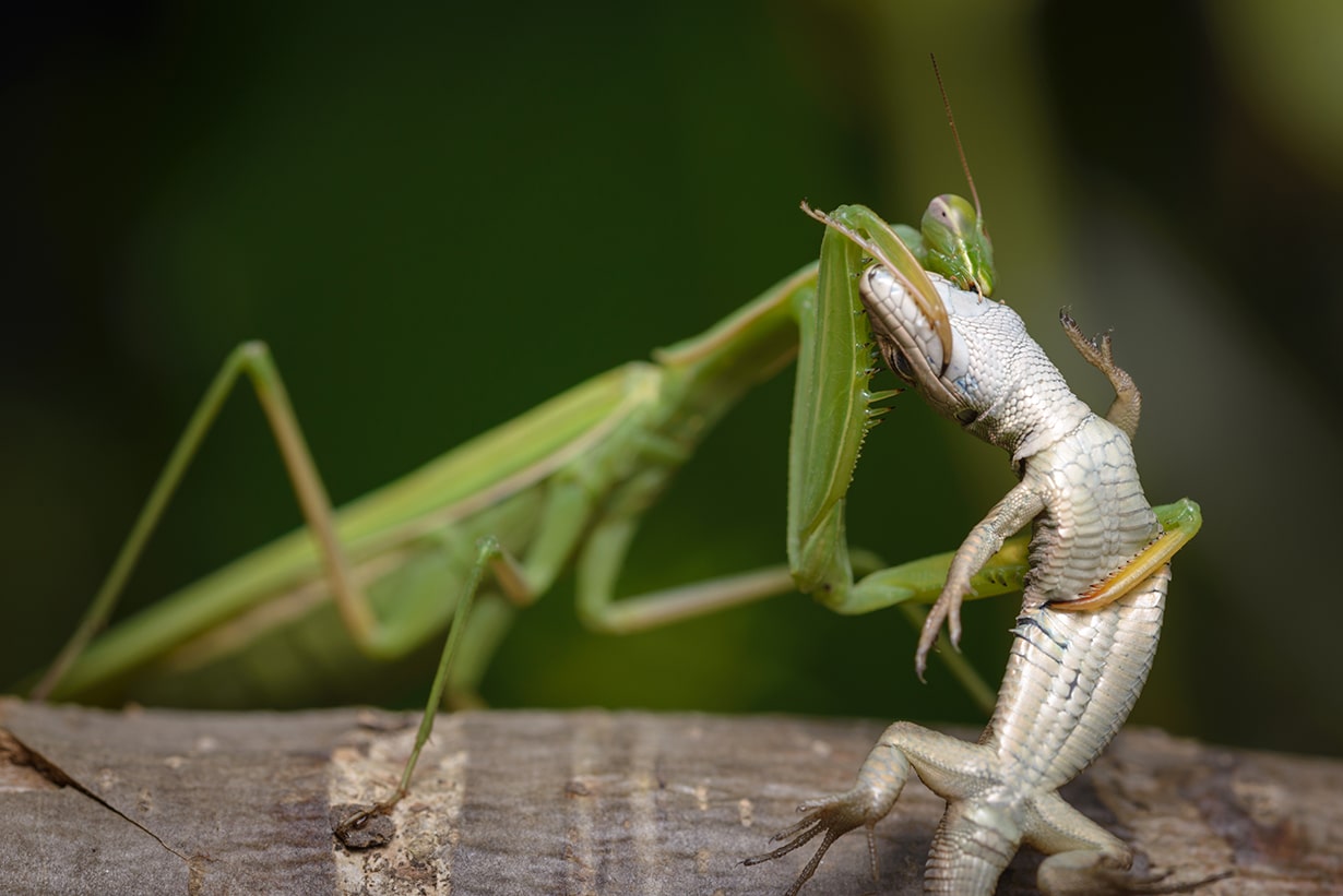 カマキリの食べ物完全ガイド！生き餌から代用食・拒食対策まで徹底解説