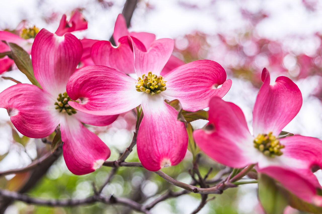 ハナミズキの花言葉に怖い意味はある？返礼や色の違いと真相【2026】