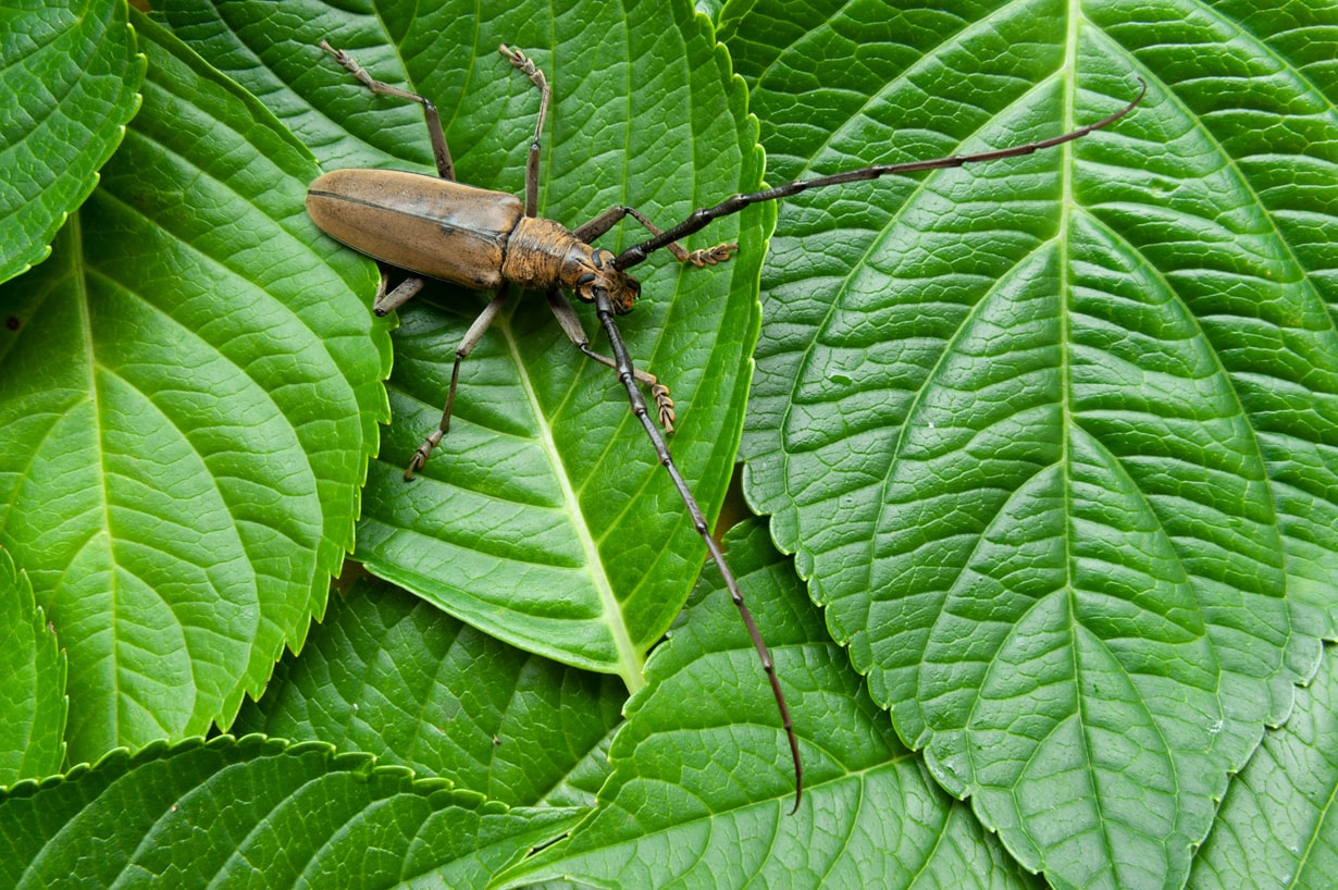 カミキリムシは何を食べる？成虫・幼虫の食性と長生きさせる飼育法
