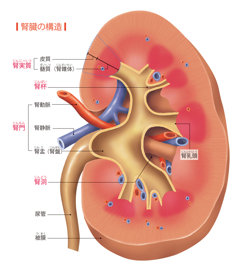 腎臓を温める驚きの効果とは？カイロを貼る正しい位置とNg温活法