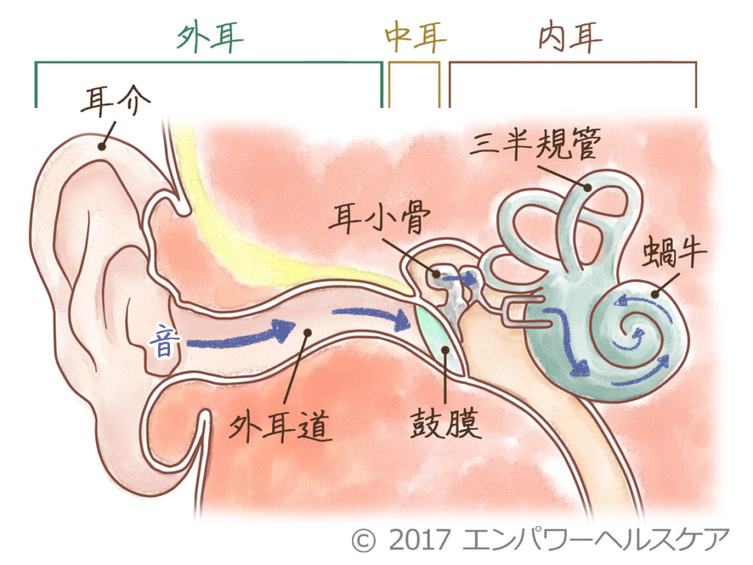 耳の中が臭い原因と病気のサイン｜チーズ臭や耳だれの危険度を徹底解剖