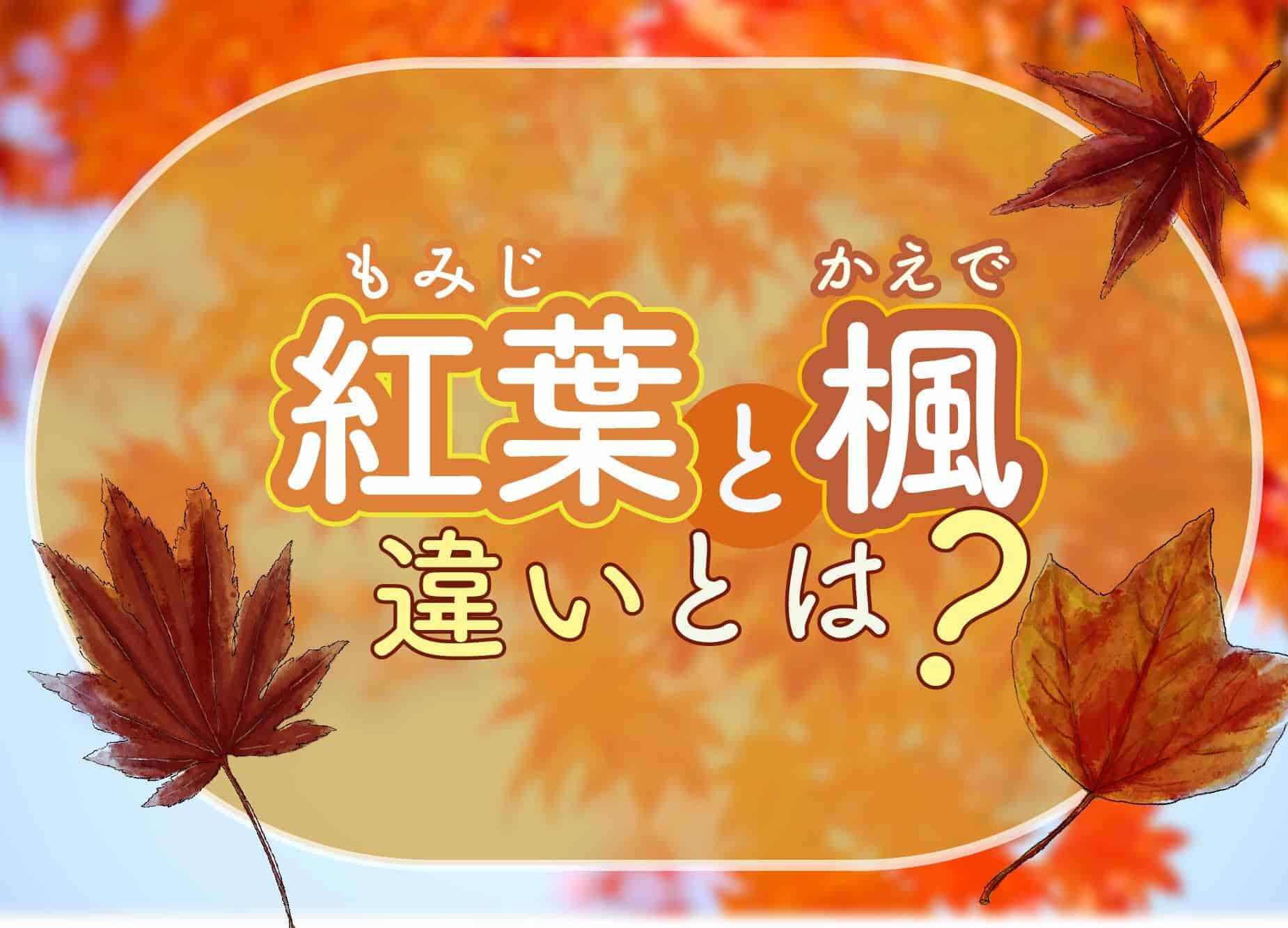 もみじとかえでの決定的な違いは？植物学の真相と見分け方完全解説