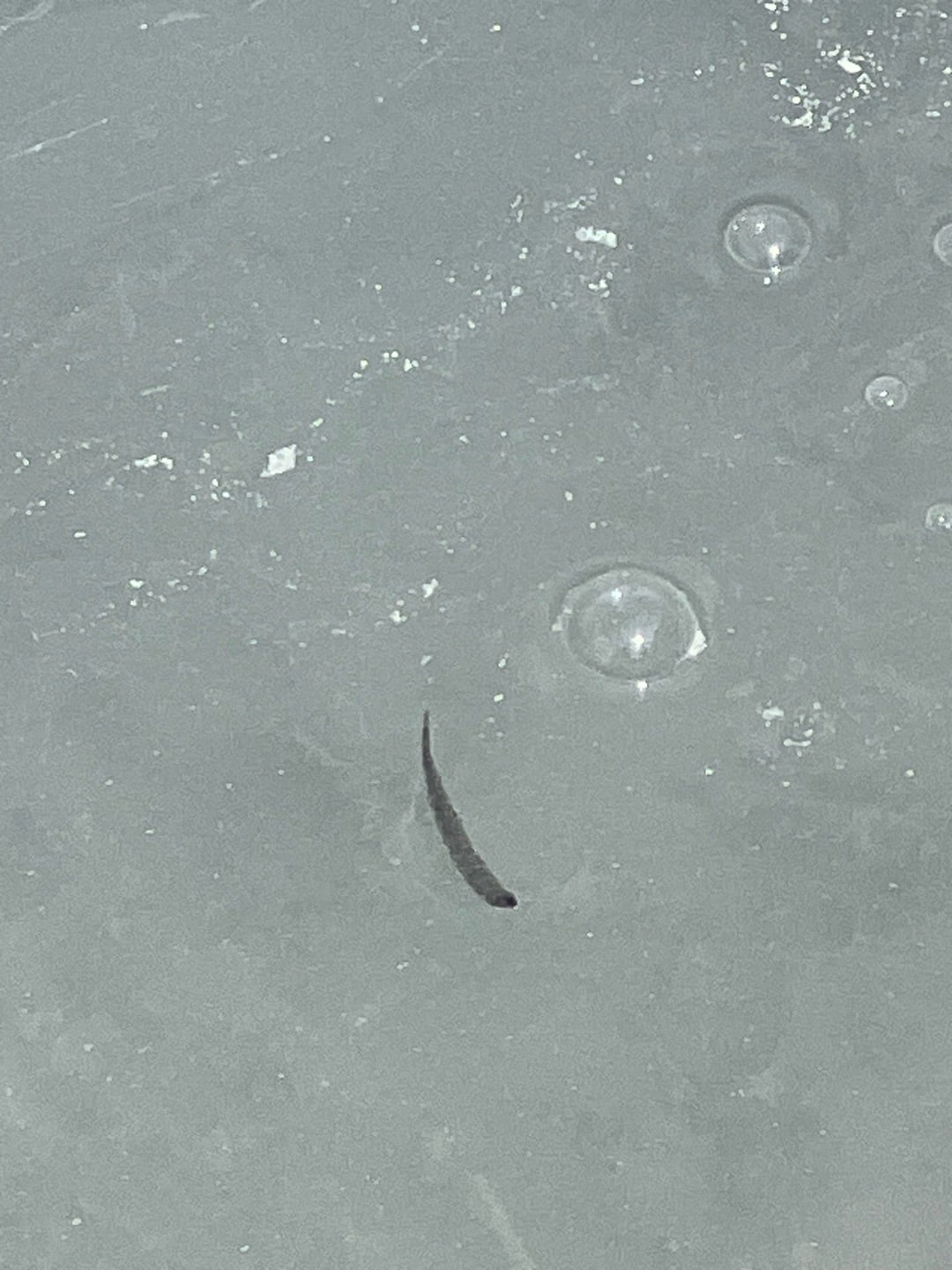 温泉に浮く黒い虫の正体は？露天風呂の害虫リスクとプロ直伝の対策法