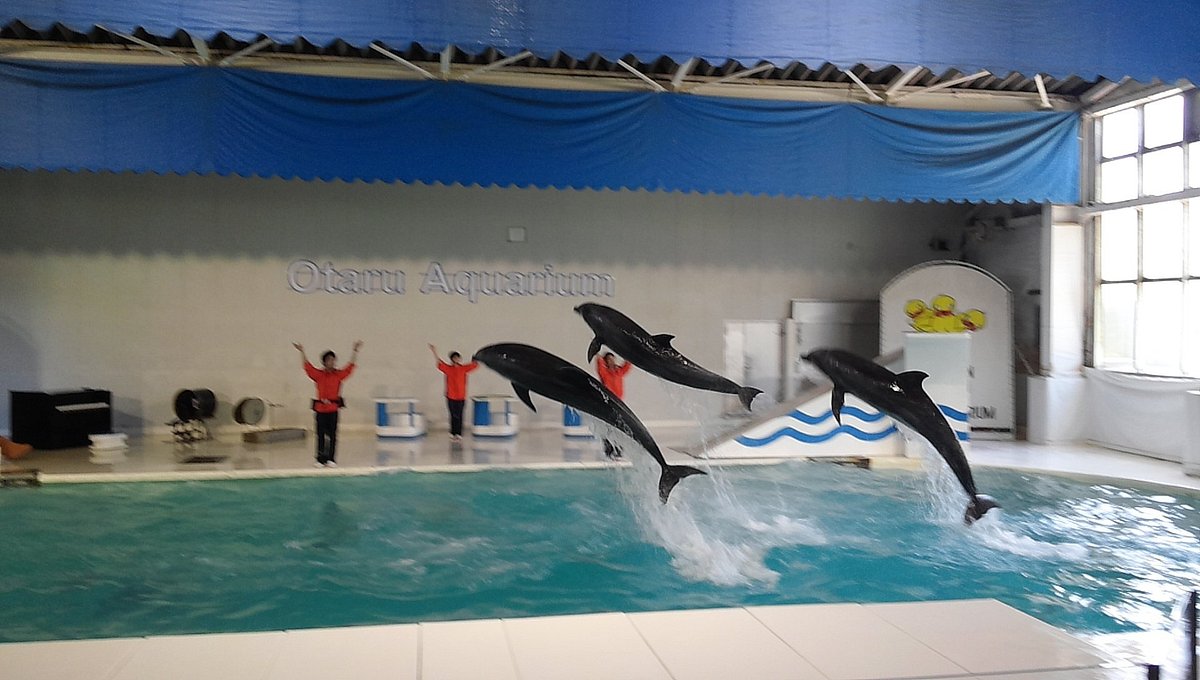 おたる水族館の人気の秘密を徹底取材！爆笑ショーと割引の裏ワザ